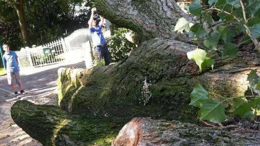 Bomen rooien Waarde